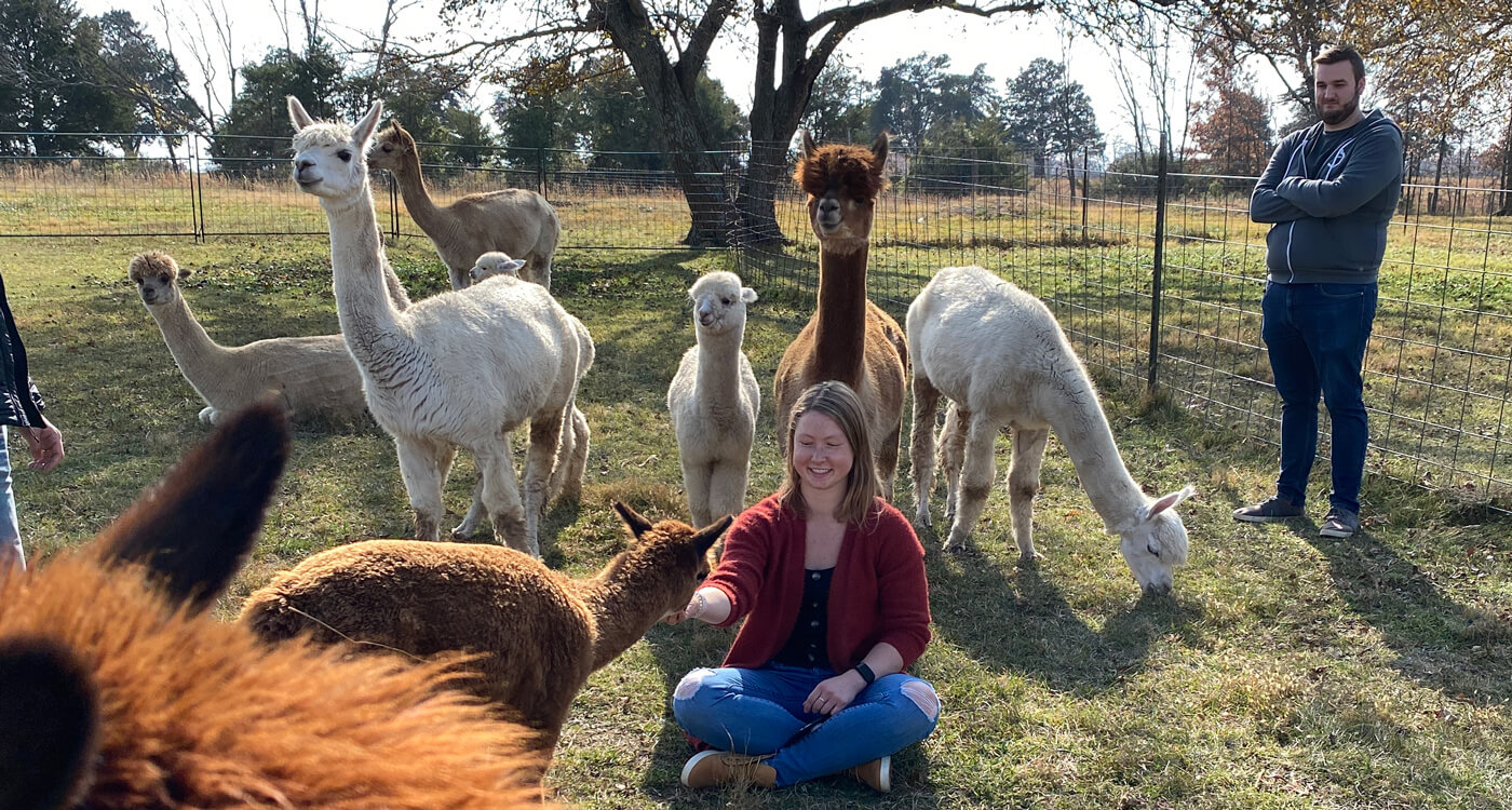 We meet some llamas